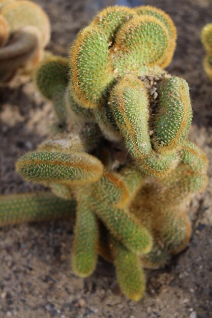 Photo close-up of prickly pear cactus