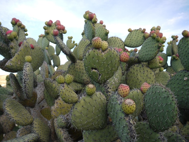Photo close-up of prickly pear cactus