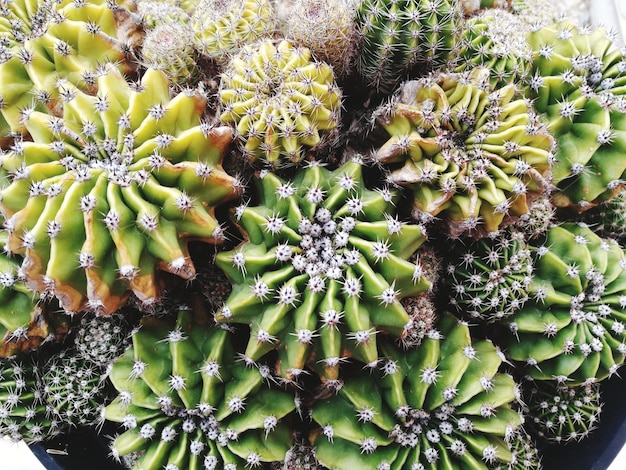 Foto prossimo piano del cactus della pera spinosa