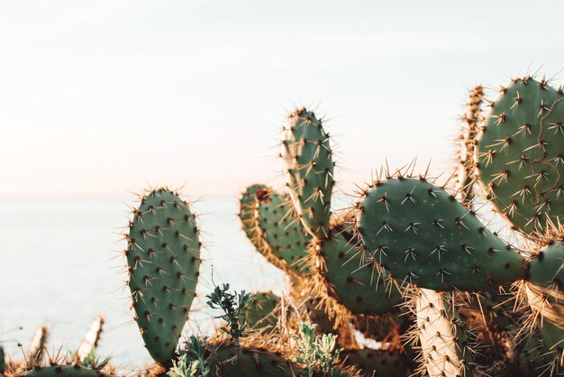 Foto prossimo piano del cactus della pera spinosa