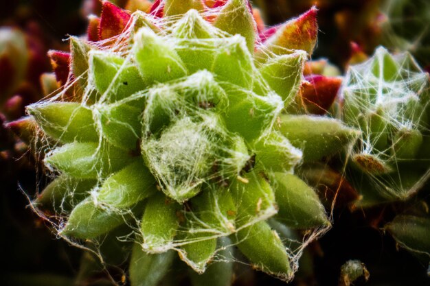 Close-up of prickly pear cactus