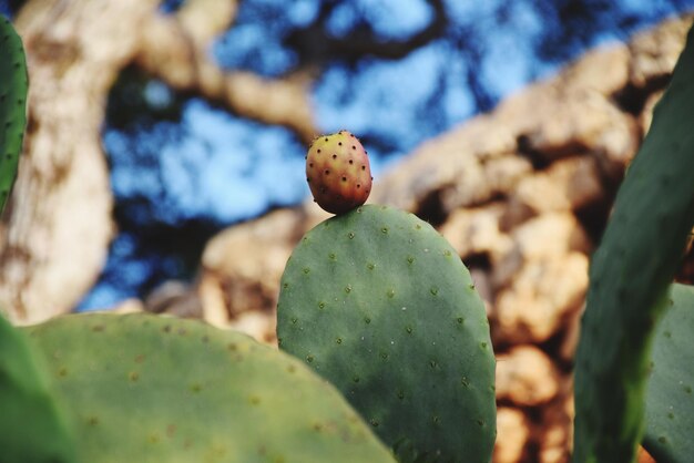 Close-up of prickly pear cactus