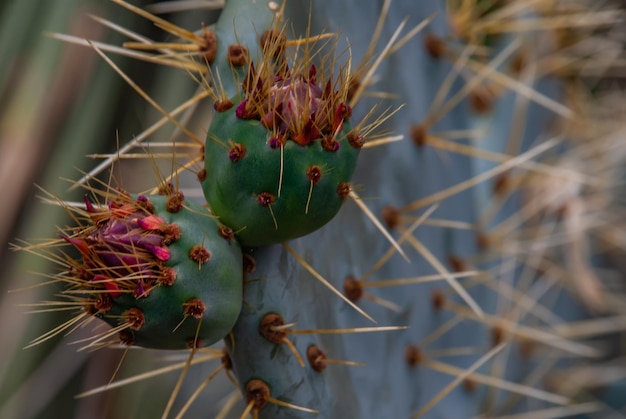 Foto prossimo piano del cactus della pera spinosa