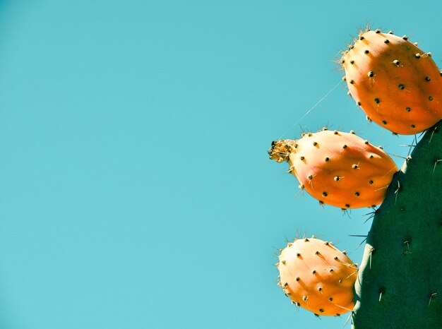 Close-up of prickly pear cactus