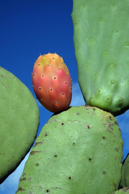 Close-up of prickly pear cactus