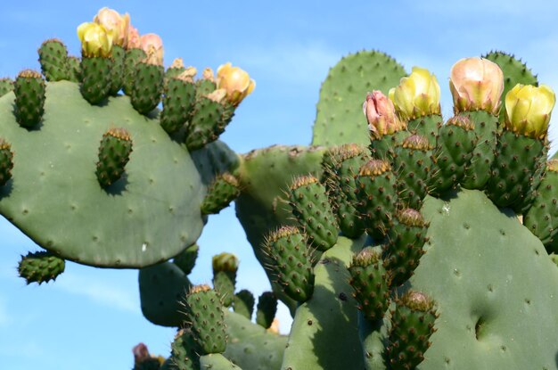 Foto prossimo piano del cactus della pera spinosa