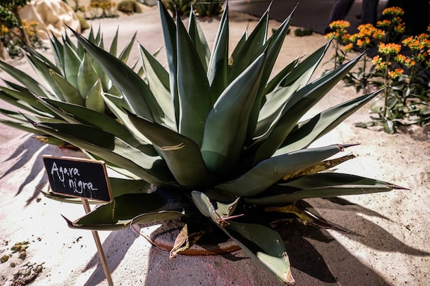 Foto prossimo piano del cactus della pera spinosa