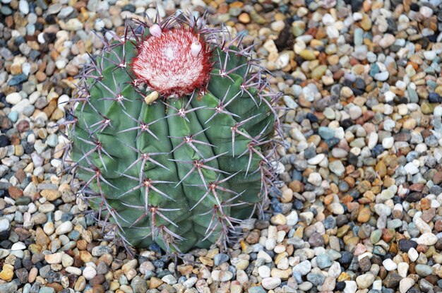 Photo close-up of prickly pear cactus