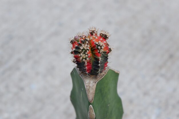 Close-up of prickly pear cactus