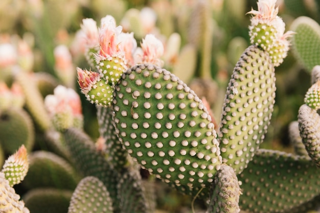 Photo close-up of a prickly pear cactus