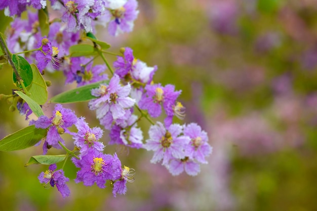 Close up of pride of India flower bunch with colorful blur background