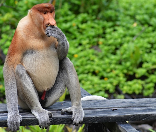 Close-up of proboscis monkey on wooden plank against trees