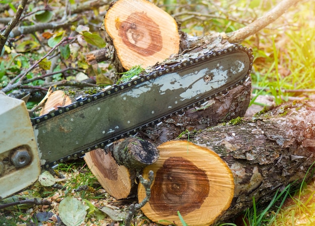 Close-up of a professional chainsaw blade for cutting a log\
from a tree against the background of a chopped log