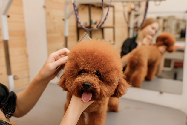 美容師サロンで洗った後のヘアドライヤー付きプロの女性ペットグルーマードライティーカッププードル犬の毛皮のクローズアップグルーミングコンセプト