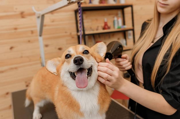 Close up of professional female pet groomer dry Welsh Corgi Pembroke dog fur with a hair dryer after washing in beautician salon Grooming concept