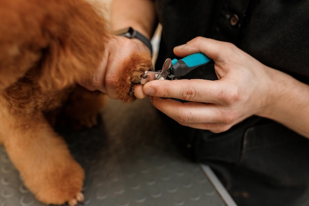 Close up of professional male groomer cuts of poodle teacup dog's nails with professional equipment at grooming salon