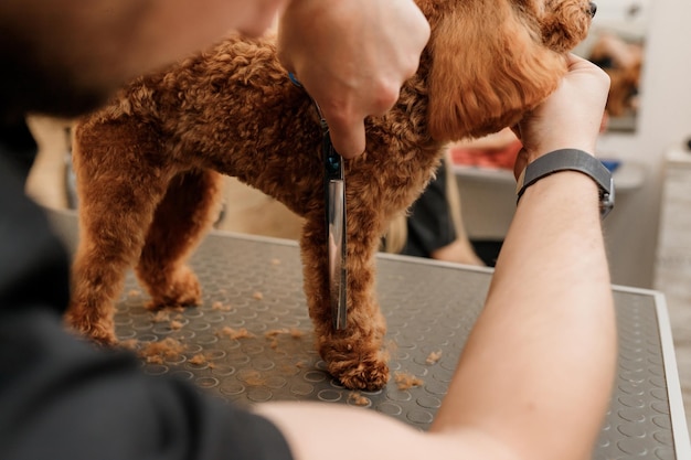 Close up of professional male groomer making haircut of poodle teacup dog at grooming salon with professional equipment