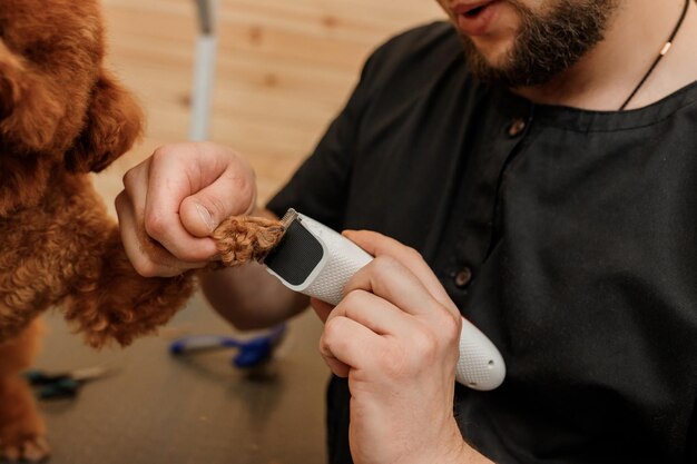 プロの機器を備えたグルーミングサロンでプードルティーカップ犬のヘアカットを作るプロの男性グルーマーのクローズアップ