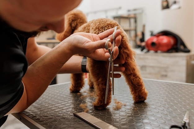 プロの機器を備えたグルーミングサロンでプードルティーカップ犬のヘアカットを作るプロの男性グルーマーのクローズアップ