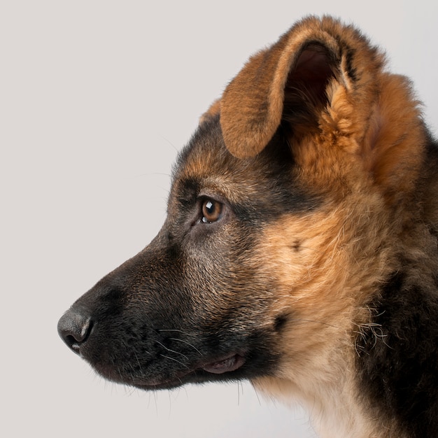 Close-up profile of German Shepherd puppy, 3 months old,