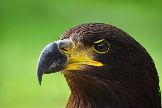 Close up profile portrait of Golden eagle on green background