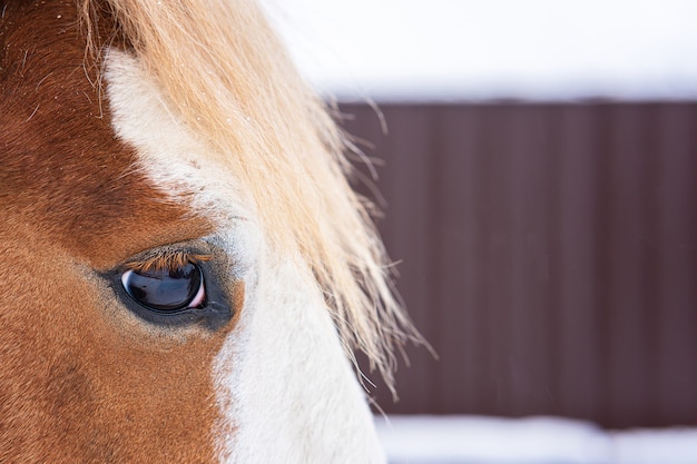 Close up profile side portrait of brown white horse outdoors