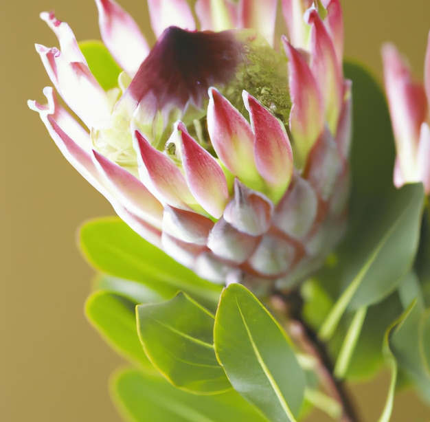 Close up of protea created using generative ai technology