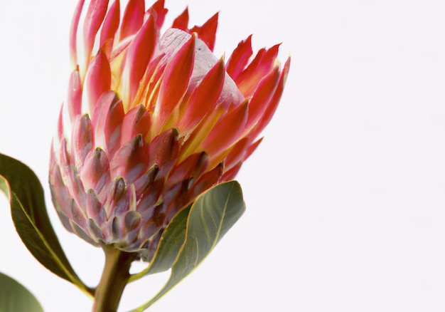 Close up of protea created using generative ai technology