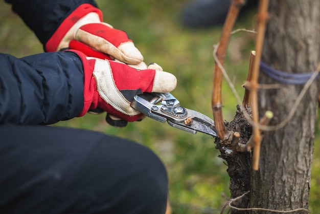 Close-up of pruning vines