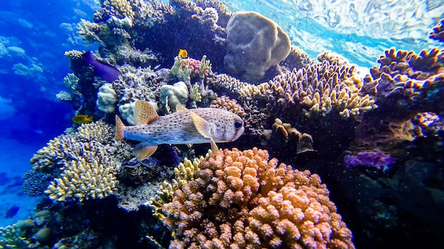 Close-up of a puffer fish on the background of corals that is located in the red sea