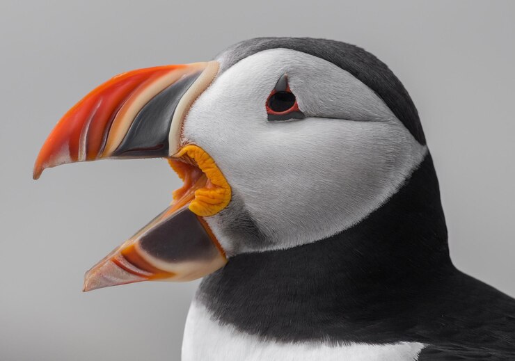 Photo close-up of puffin against gray background