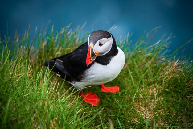 Close-up of puffin