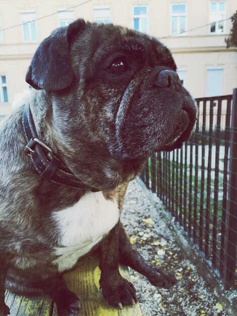 Photo close-up of pug on bench at park