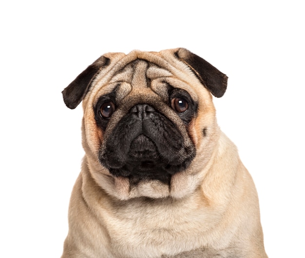 Close-up of a Pug in front of a white wall