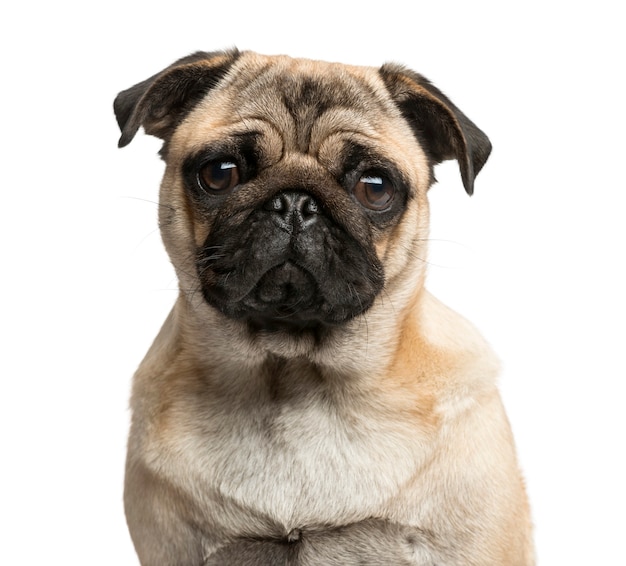 Close-up of a Pug in front of a white wall