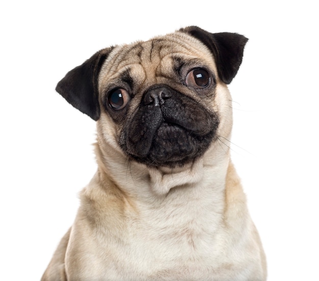 Close up of a Pug looking at the camera isolated on white