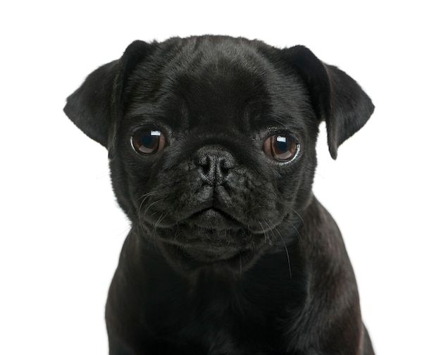 Close-up of a Pug puppy in front of a white wall