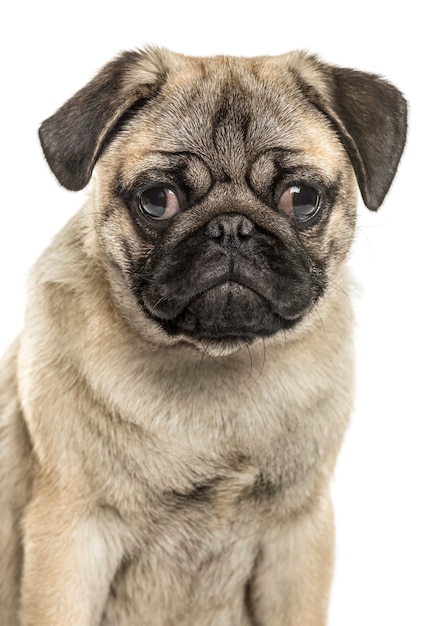 Close-up of a pug sitting, isolated on white