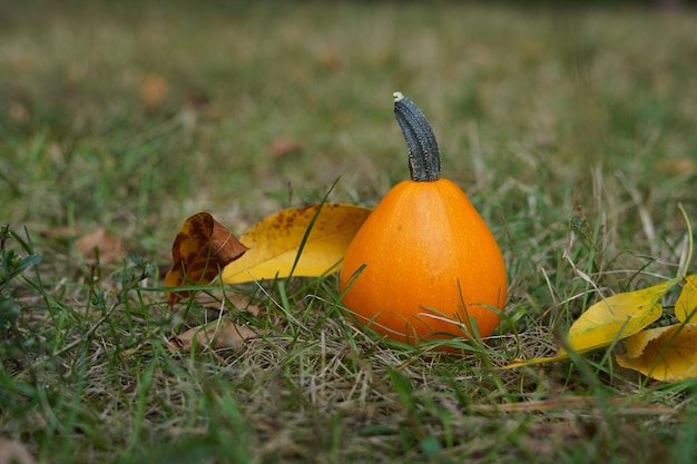 Foto prossimo piano di una zucca sul campo durante l'autunno