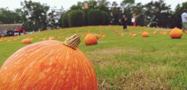 Foto prossimo piano di una zucca sul campo