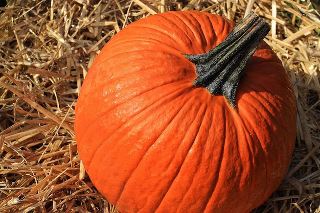 Photo close-up of pumpkin on field