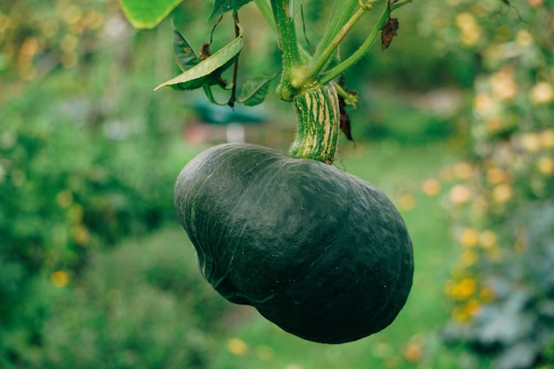 Close-up of pumpkin growing on plant