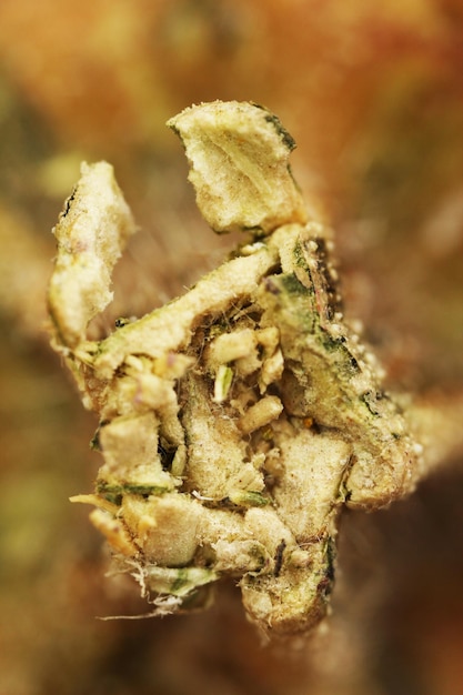 Close up of pumpkin macro