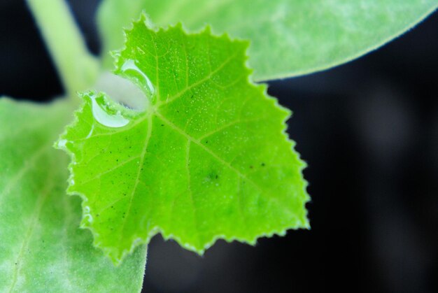 Foto prossimo piano della pianta di zucca