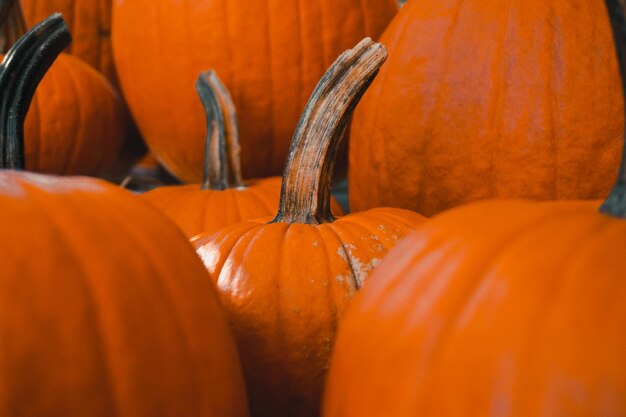 Close-up of pumpkin pumpkins at market