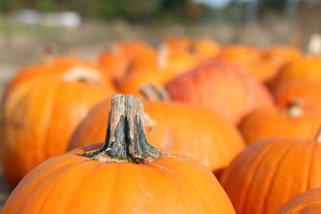 Close-up of pumpkin for sale at market