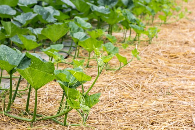 close up of pumpkin shoot on rice straw