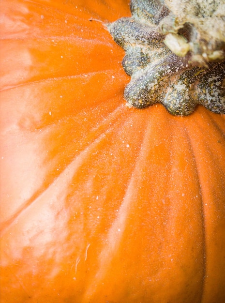 Close-up of pumpkin stem