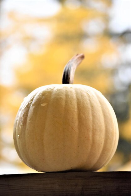 Foto prossimo piano di una zucca sul tavolo