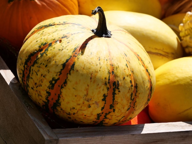 Foto close-up di una zucca sul tavolo